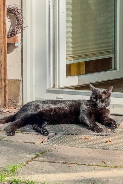 Eine schwarze Katze liegt entspannt auf einer Fußmatte vor einer offenen Tür und genießt die warme Sonne. Ihre Augen sind geschlossen, sie wirkt vollkommen zufrieden.