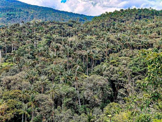 Dichter tropischer Wald bei Chachapoyas in Peru, mit vielen hohen Palmen und grünen Hügeln im Hintergrund unter bewölktem Himmel