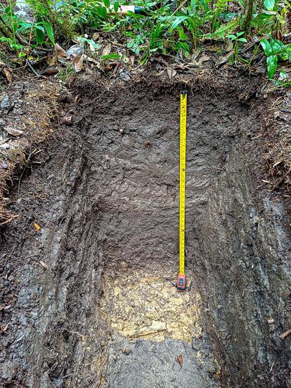 Aufgeschichtetes Erdprofil bzw Ausschachtung mit einem Maßband zur Messung der Tiefe der terra preta, umgeben von Laub und Pflanzen