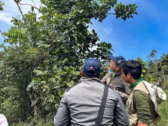 Drei Männer, in der Mitte Dr. Jürgen Homeier, betrachten eine hohe Pflanze in einem Waldstück in Peru unter blauem Himmel