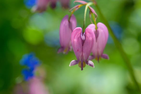 Im Vordergrund drei Bleeding Hearts, rosa. Hintergrund grün unscharf mit rosa und blauen Blüten, auch unscharf