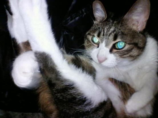 寝転がっている猫。光に反射して瞳孔が緑色に光っている。