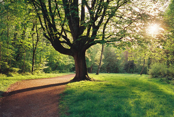 Analog color photo of a sunlit park with a large horse chestnut tree casting long shadows across a winding gravel path, surrounded by vibrant spring foliage and fresh grass. Golden evening light filters through the branches, catching fine pollen drifting in the air. (Photo by me, CC-BY-4.0, Kodak Ultramax @ ISO 200, Zeiss Biogon 35mm f/2.8 from 1954)