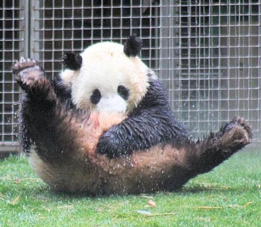 Giant panda Bao Li sitting on the ground with his feet in the air getting hosed off.