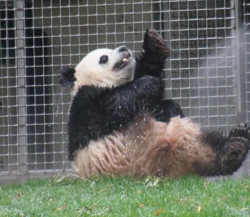 Giant panda Bao Li sitting on the ground getting hosed off.