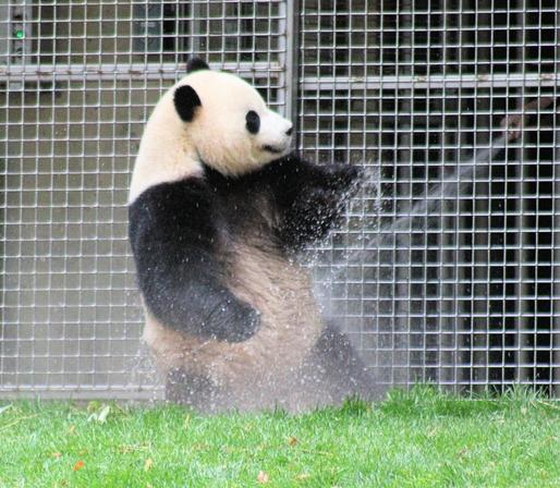 Giant panda Bao Li standing and getting hosed off.