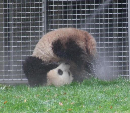 Giant panda Bao Li sitting on his head with his bum in the air getting hosed off.