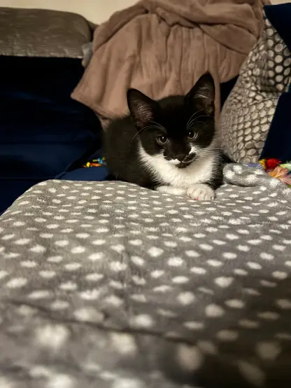 Small kitten named Tux, black and white