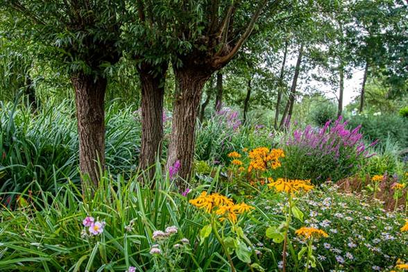 On the left three willows whose trunks are in a flower border. This border is set up to give the impression that the plants have grown there of their own accord, a wild border full of grasses, yellow and purple flowers.