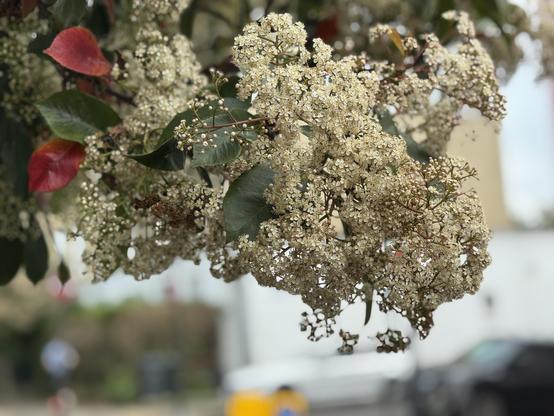 Close up of a tree on a local street in North London.