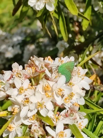 Picture of a group of white choisyea flower heads with a bright green butterfly with closed wings to the right and centre of the frame.