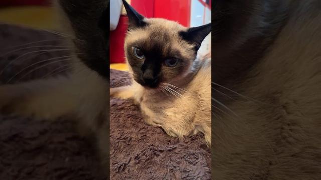 同居猫がペロペロしたがるので自分はペロペロを我慢したのに急に立ち去られてビックリのたぬき猫なのにゃ♪ #cat #シンガプーラ #トンキニーズ#たぬき猫#singapura#tonkinese