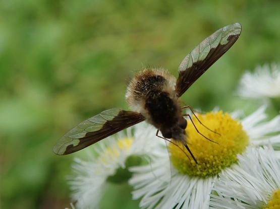 A dark, very fuzzy insect is sipping from the florets of a daisy, using a long needle-like proboscis. At first glance we might mistake it for a bumblebee, but it's really a bee-mimicking fly. Its body is a chubby bulb attached to its needly nose. Its wings are spread wide. Their front surface is solid dark brown, but their back half is transparent. The fly clings to the flower with thread-thin legs. Its eyes are soft dark brown balls, concentrating on the tasty snack.