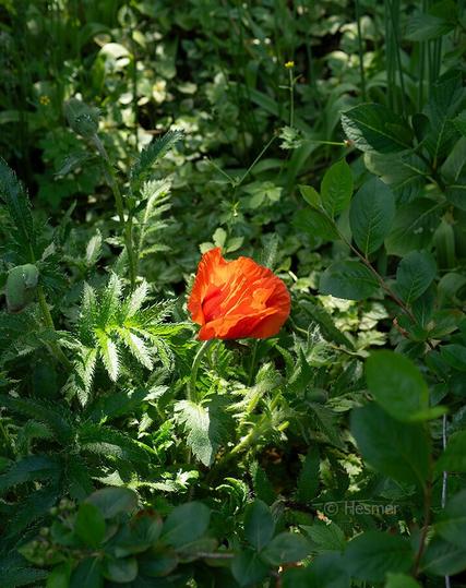 Eine einzelne rote Mohnblüte zwischen viel grünem Laub wird von einem Lichtstrahl angeleuchtet.