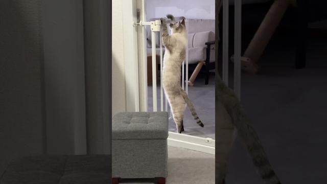 やってんね〜笑　#シャムトラ #元保護猫 #シャムミックス  #cat #猫耳 #kitten  #猫耳 #siamesemix