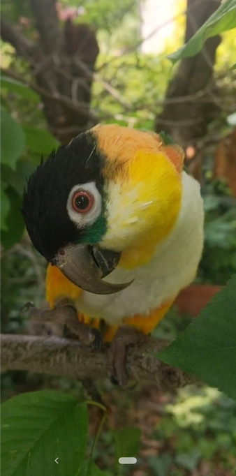 the parrot Nemo stands on a tree branch among the leaves, his head is twisted while looking into the camera