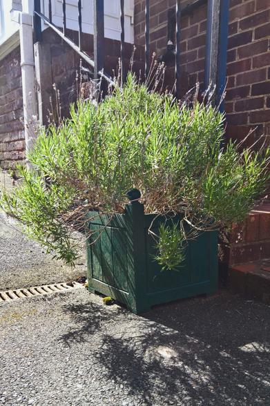 #VisualSearch is #StillQuiteCool; but, #IT's #Lavender... #NotRoses...