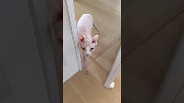 部屋に入ってきて甘える毛のない猫【スフィンクス】