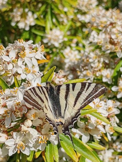 Picture of a swallowtail butterfly with wings open, on white choisyea flowers.