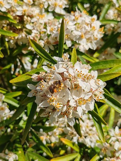 Picture of a honey bee, feeding on choisyea flowers. A large sac of orange pollen is visible, hanging from a back leg.