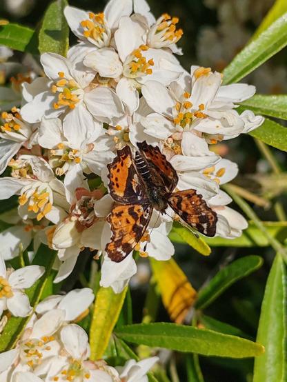 Picture of a painted lady butterfly, upside down on choisyea flowers, with wings open.