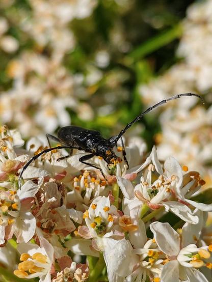 Picture of a capricorn beetle feeding on choisyea flowers, its head and mouth parts are covered in pollen.