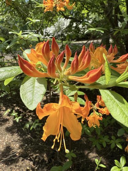 A close-up of vibrant orange rhododendron flowers with darker orange tips, surrounded by green leaves and soft sunlight filtering through foliage.