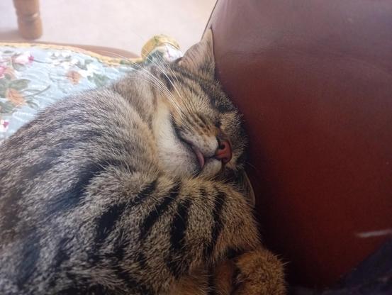 Close up of Wren the tabby kitten. Her head is pushed up against the arm of the sofa, flattening her ears. Her paws are curled up below her face. And her tongue is ever so slightly poking out of her little mouth.
