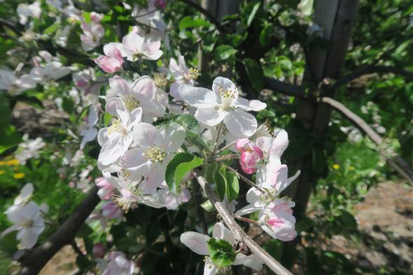 Apfelblüte  an einem Zweig, der Blütehöhepunkt ist bereits überschritten.