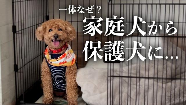 飼い主と生き別れ保護犬になった老犬トイプードルが我が家に来た日