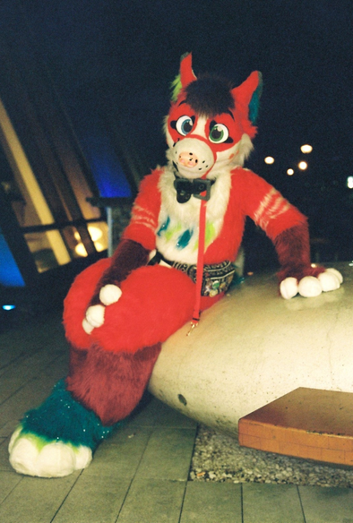 fox fullsuiter sits on a big pebble