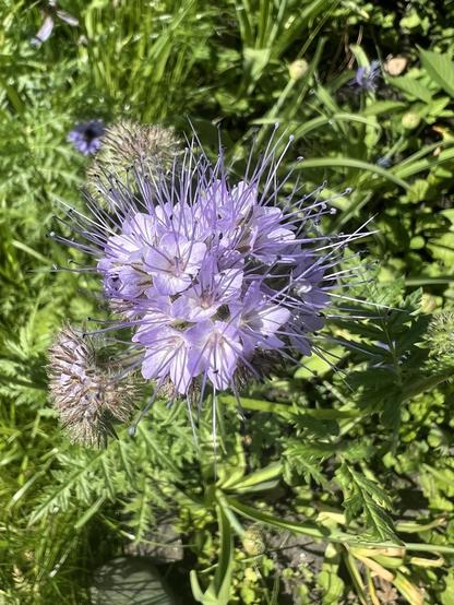 Blick von oben auf geöffnete Phacelia-Blüten umgeben von Grün und Gräsern und zwei weiteren Knsopen