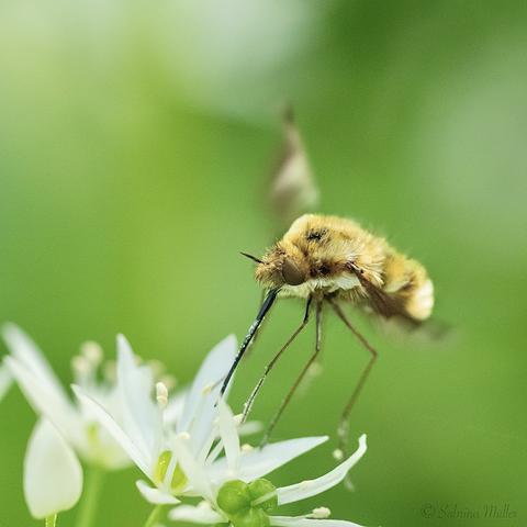 A close-up of a fuzzy, yellow insect feeding on small white flowers, set against a blurred green background.