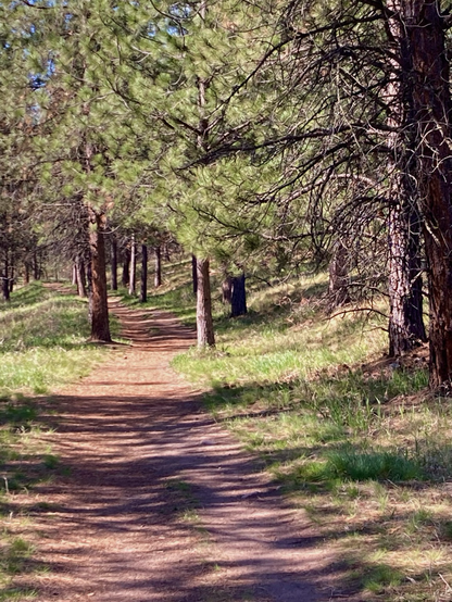 A wide (too wide) trail winds around tree in a pine forest where there’s minimal brush and the grass is green. The trail is tinted a reddish brown from the needles the larch trees shed the autumn before. The sky that’s barely visible through the branches is blue.