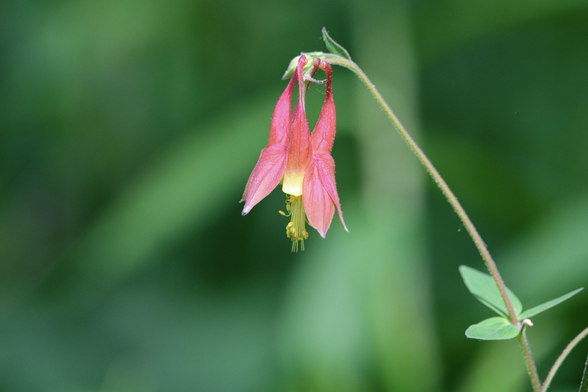 A delicate coral-red columbine bloom hangs from a thin stem, its drooping petals and skinny green stamens tipped in yellow mimic a lantern.