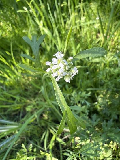 Eine kleine weiße Gruppe Blüten. Und Knospen im Halbschatten von der Sonne beschienen. Drumherum grüne Gräser und Wildkräuter