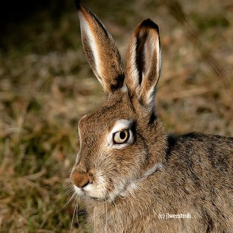 Hare