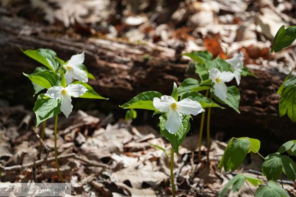 Snow white trillium blooms against dark green foliage.