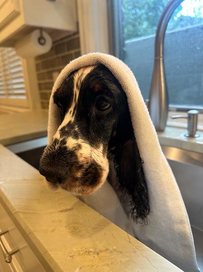 A  wet tri-color English Cocker Spaniel, in a kitchen sink, with a towel wrapped over her head.