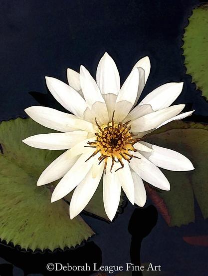 Dramatic night image of the White Egyptian Water Lily in bloom. Also known as Nymphaea waterlilies, these night blooming flowers perfectly symbolize innocence, purity, fertility, pleasure, celebration, hope, rebirth, wellness, and peace. 

Water lilies are an important religious symbol in the Hindu and Buddhist traditions. Buddhists regard the water lily as a symbol of enlightenment because of the beautiful bloom that emerges from the mud. They also consider the water lily a symbol of purity, spontaneous generation and divine birth.

Enhance your space with the serene beauty of a white water lily art print. Perfect for creating a calming, nature-inspired atmosphere in any room with this elegant floral wall decor.