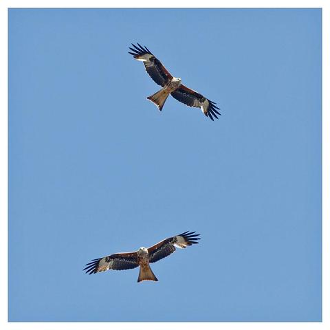 Two large birds of prey with white heads and long reddish brown wings with fringed tips and V-shaped pale tails against a clear blue sky