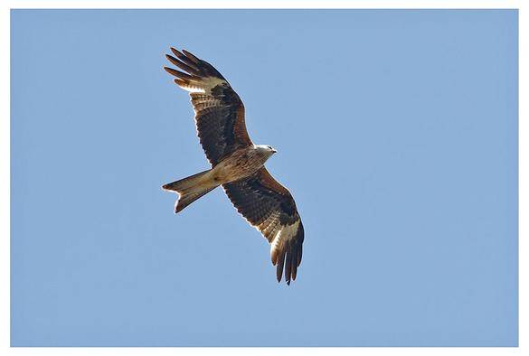 Large reddish brown bird of prey with pale head and v-shaped tail against a blue sky