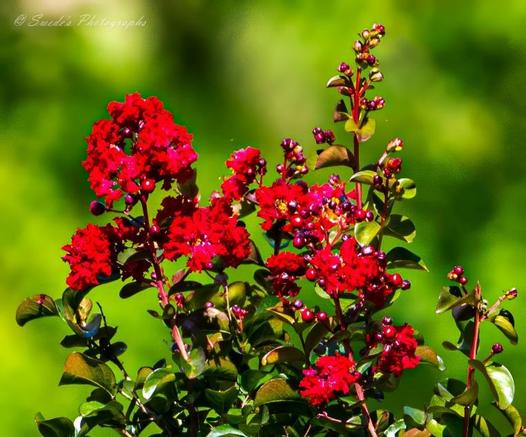 Lush Beauty in Scarlet

"This image captures the stunning beauty of red crepe myrtle flowers in full bloom. The blossoms are clustered together in dense bunches, their ruffled petals adding a textured richness to the scene. Their deep red hue contrasts boldly with the surrounding glossy green leaves, some of which have a faint reddish tint. Among the flowers, small buds in shades of deep red and purple are visible, hinting at future blooms yet to unfold. The background consists of a soft, blurred green, making the flowers stand out vibrantly. The image is signed "© Swede's Photographs" in the top left corner." - Copilot