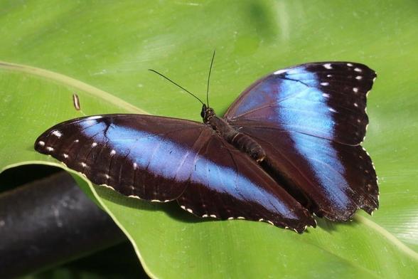 A butterfly displays bright blue with some shades of purple and dark brown edges with white spots on its wings. It rests on a large green leaf.
