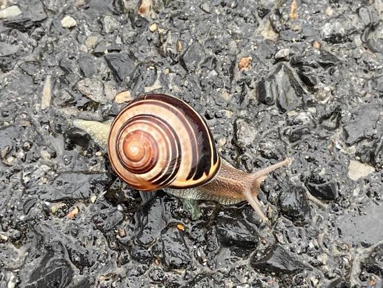 Looking straight down at a snail on a wet asphalt path. The shell has beige and dark brown spiral stripes. The tail is yellow, and the head is brown and deeply textured.