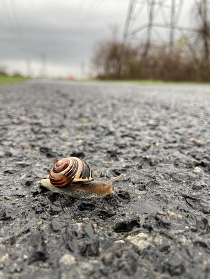 The same snail, this time from the side at ground level. In the background we see power towers