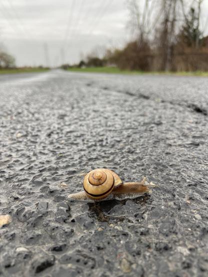 Another snail seen from the side at ground level. This one is much more yellow beige, with only a thin dark spiral stripe
