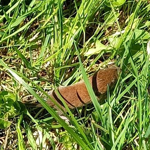 zwischen grünen sonnenlichtbeschienenen grashalmen krabbelt eine längliche, ja, wie soll ich sagen, wurstförmige maus mit schöner haselnussbrauner farbe