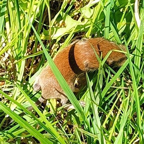 dieselbe maus, hier kann man etwas besser die kleinen anliegenden öhrchen sehen, damit wird auch deutlich dass der kopf etwa ein drittel der länge des tiers ohne schwanz ausmacht. die nase ist seitlich, wo die schnurrhaare rauskommen haarig verbreitert, etwas aufgeflufft. ein hinterbein ist zu sehen, das ist grau statt braun, der schwanz auch.