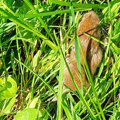 noch einmal die maus, hier wirkt die nase eher stumpf, was gegen eine spitzmaus spricht
